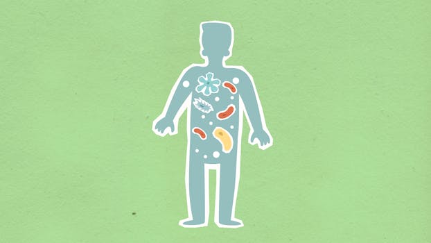 gut microbiome illustration